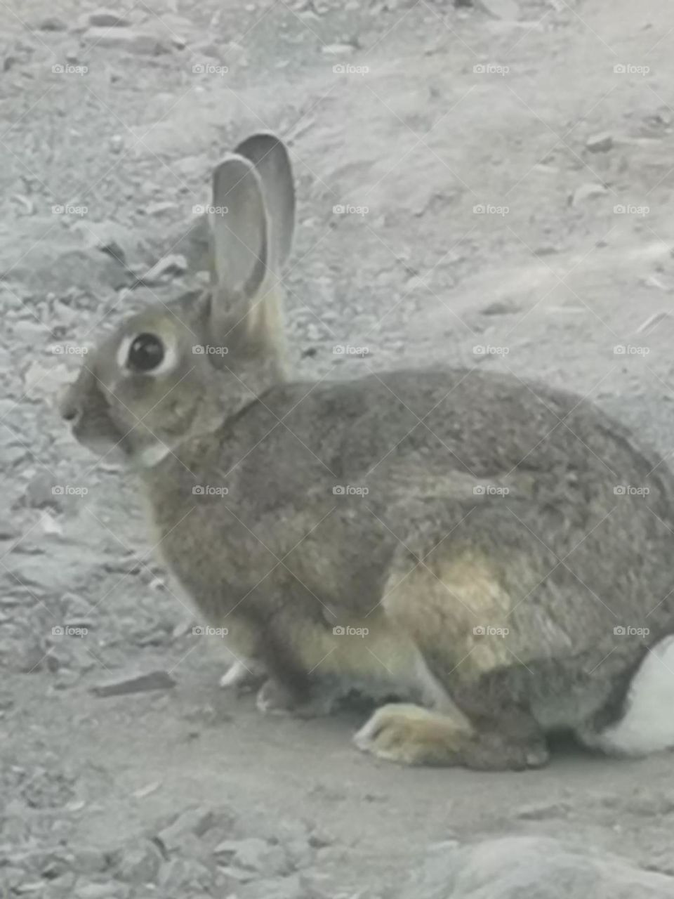 conejo cruzando carretera por senderos de gran canaria