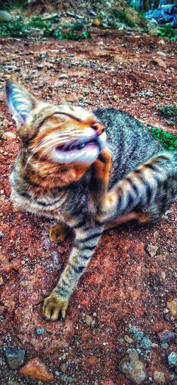 Itchy cat