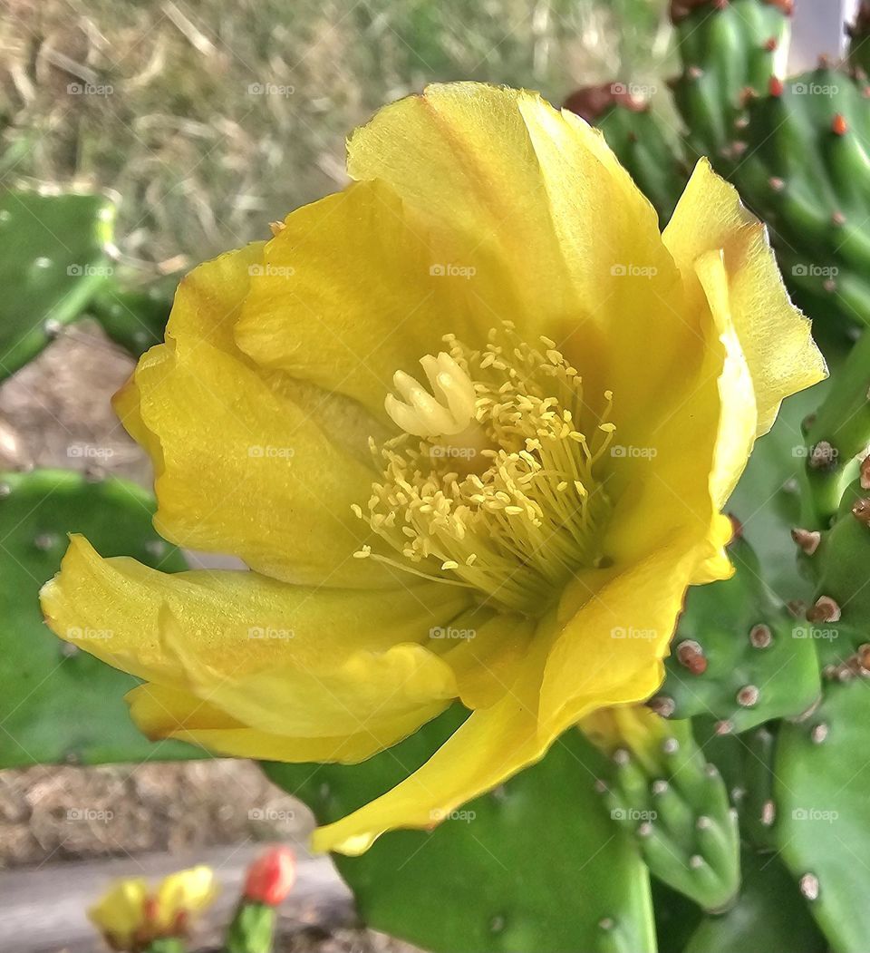 "Bright beauty"  Prickly-pear cactus flower absorbing the sun and warmth of the day.