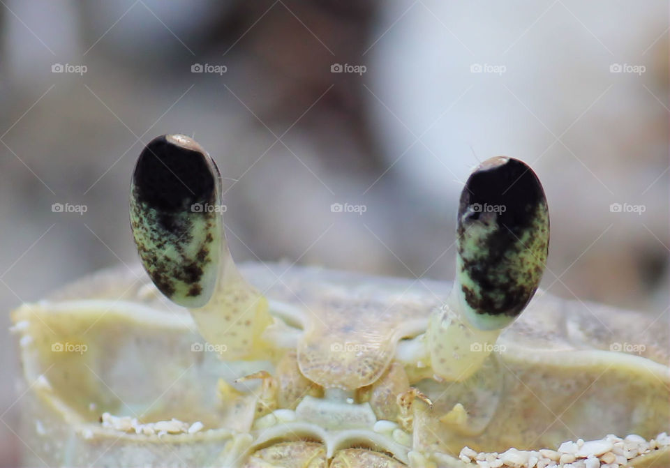 Dramatic black and green detail in the eyes of a fiddler crab.