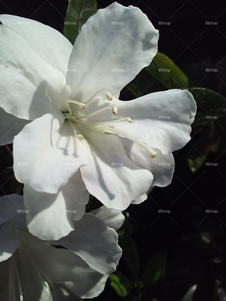 white azaleas
