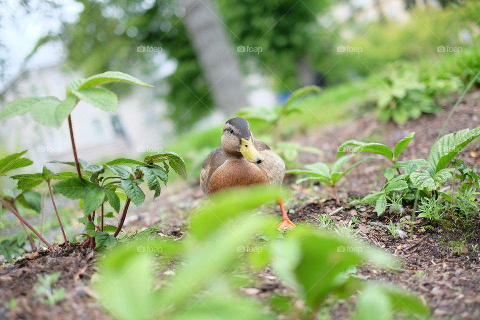 mallard