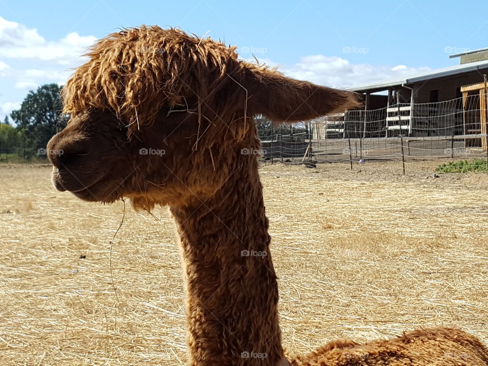 Close-up of alpacas