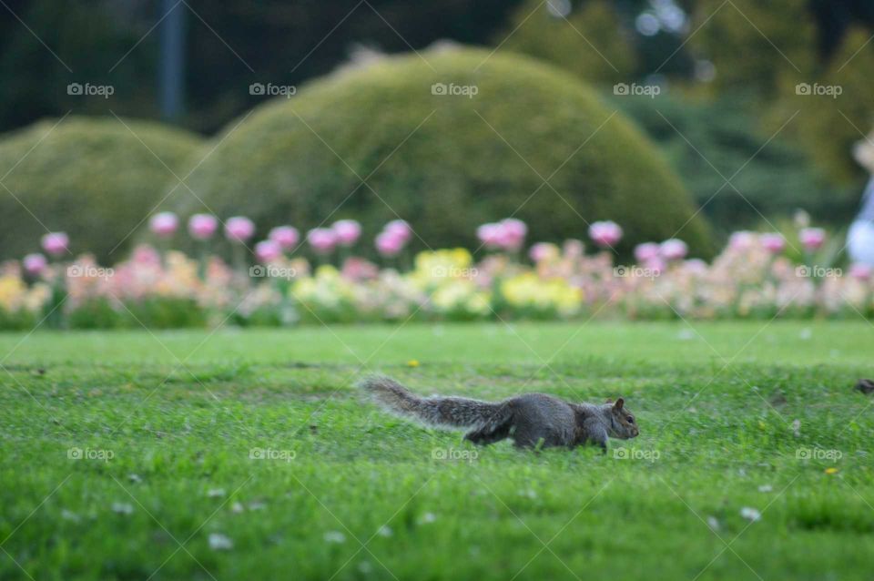 Sneaking gray squirrel in a beautiful park