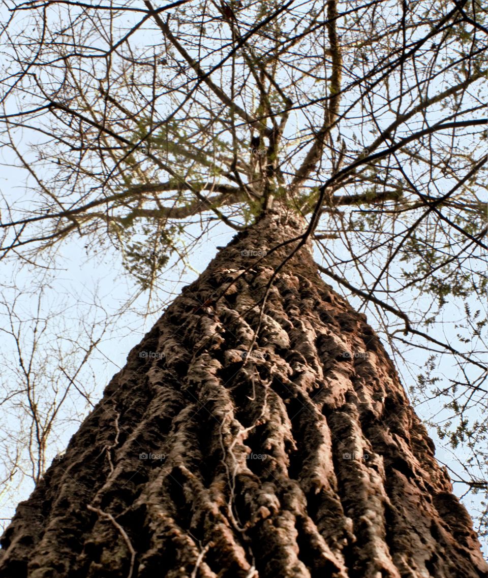 Tall tree 