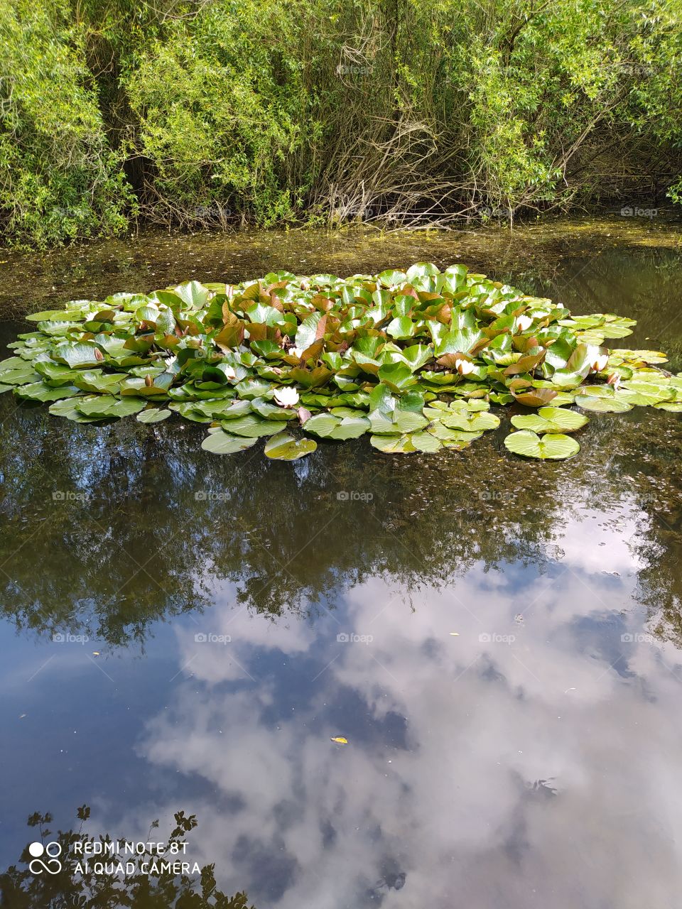 water lilies