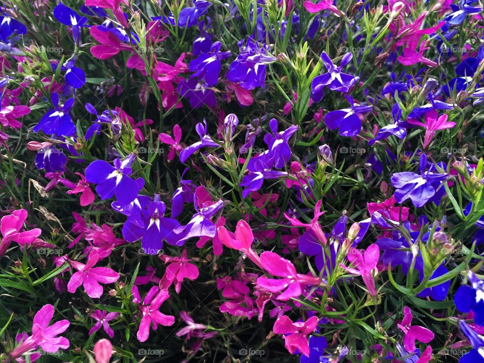 Lobelia flowers growing in field