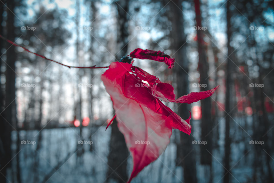 Walk in the Shuvakish park