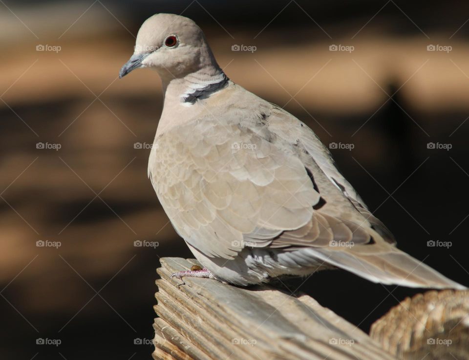 Mourning Dove on the Railing