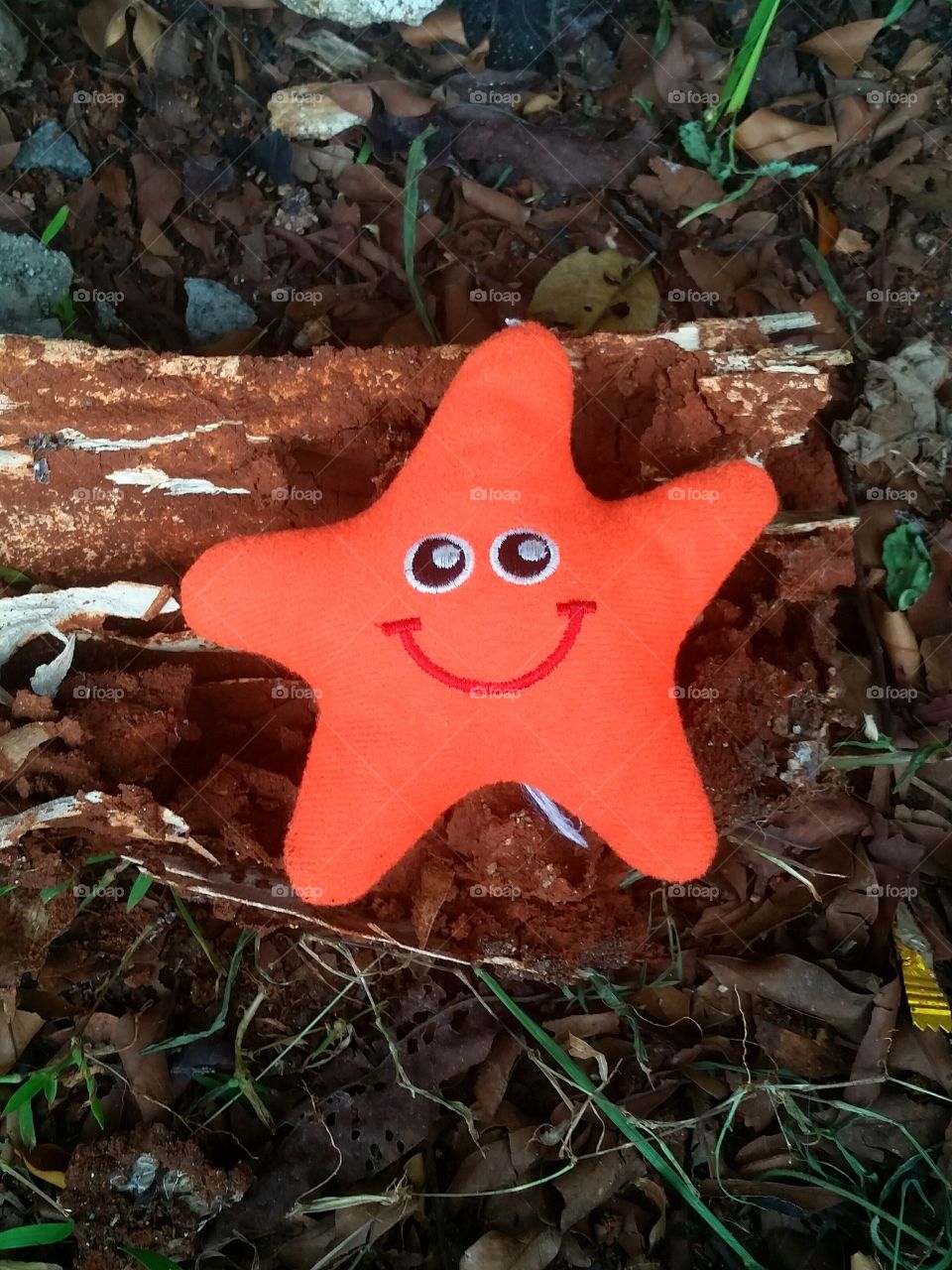 Starfish toy on forest floor...