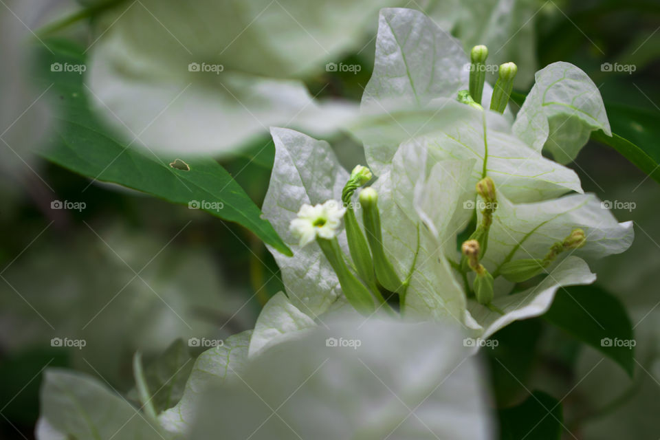 blooming flower