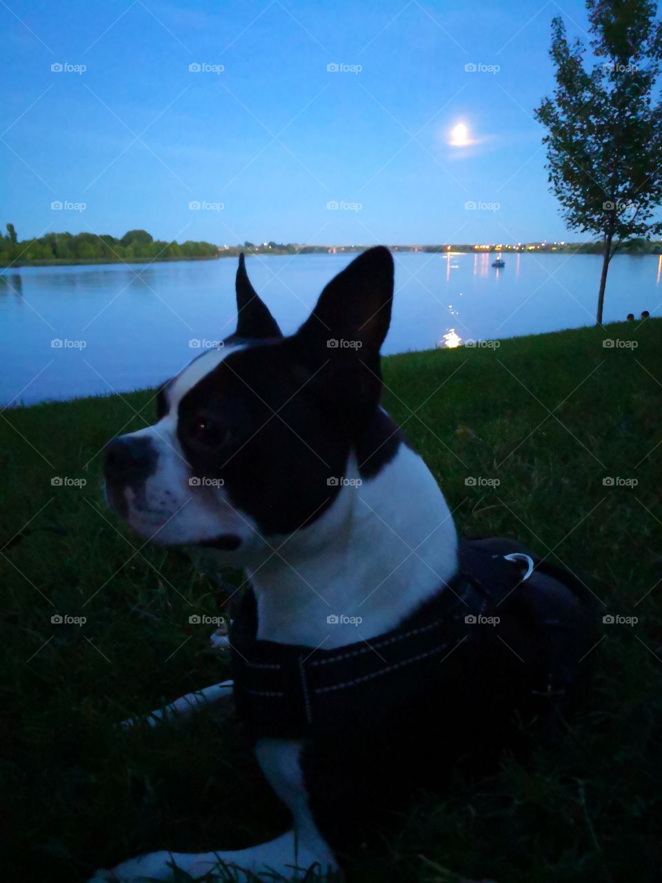 bozo the Boston Terrier enjoying the evening at Howard Amon park in Richland, WA with a full moon to light up the night.