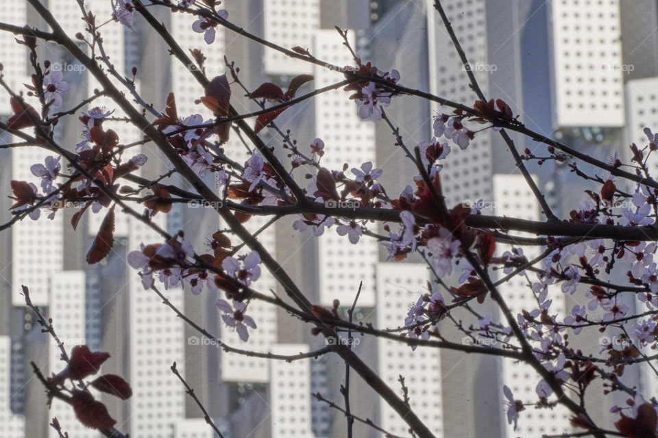 Cherry tree in the city