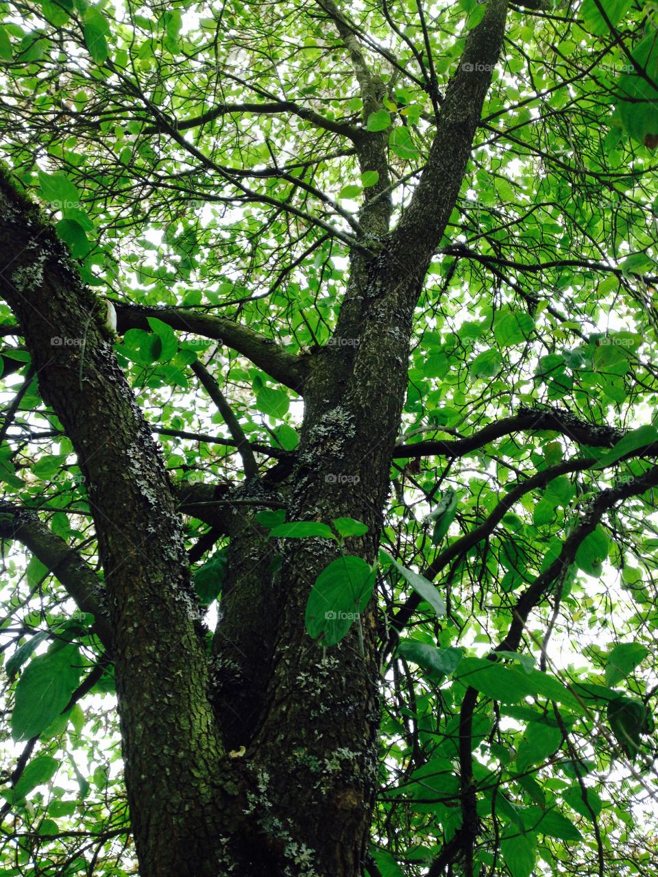 Barking up the wrong dogwood. Dogwood tree.