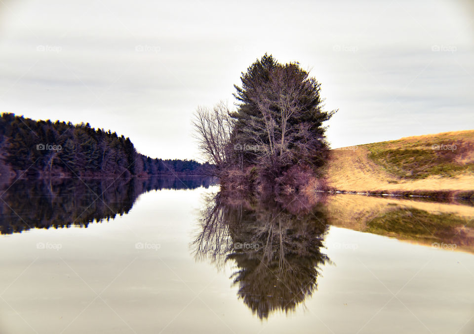 winter trees reflected in lake water
