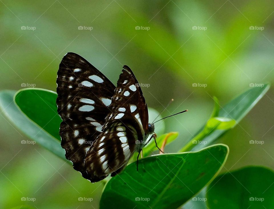 white black butterfly