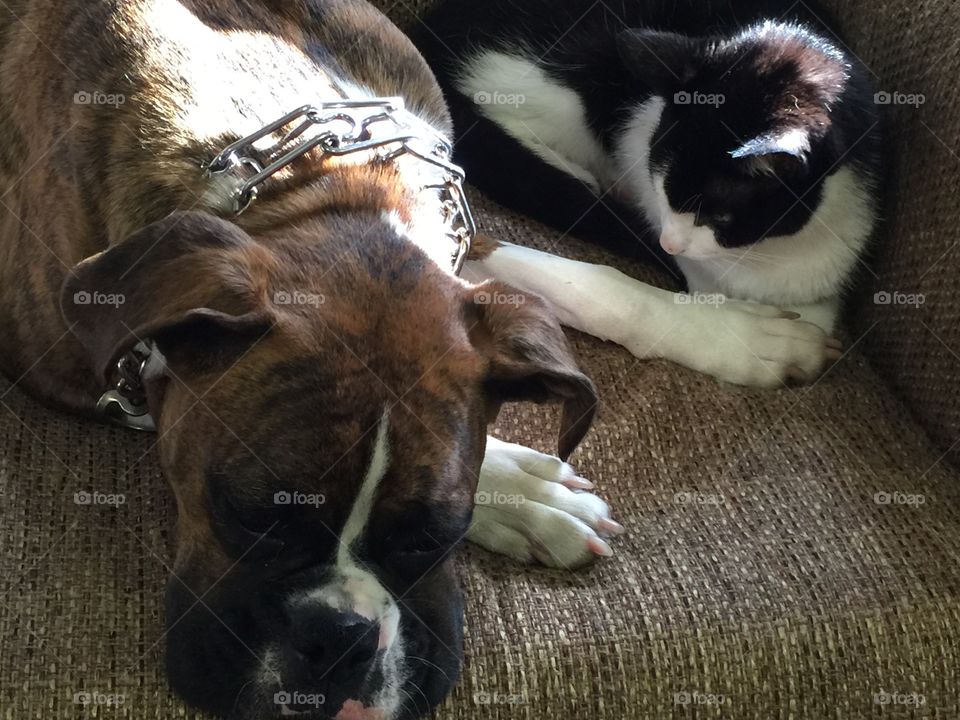 Pets taking a nap on sofa