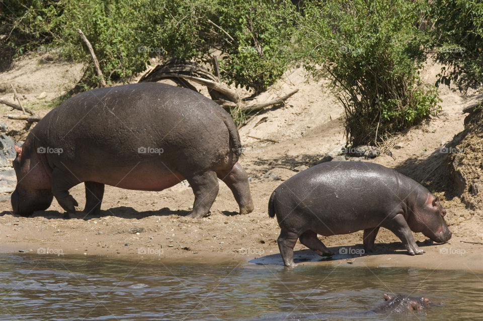 A baby hippo is walking the beach with her mother hippo. Serengetti natuonal park Africa.