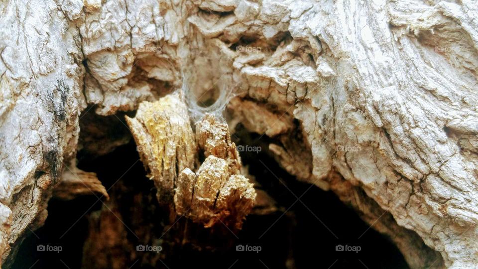 Close-up of dry tree bark