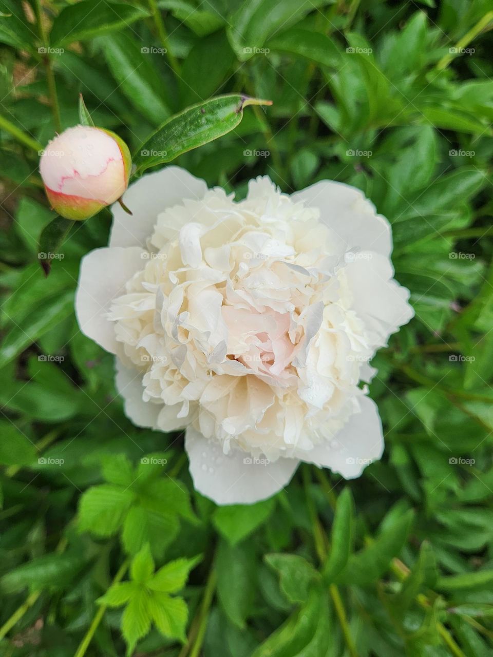 white peony