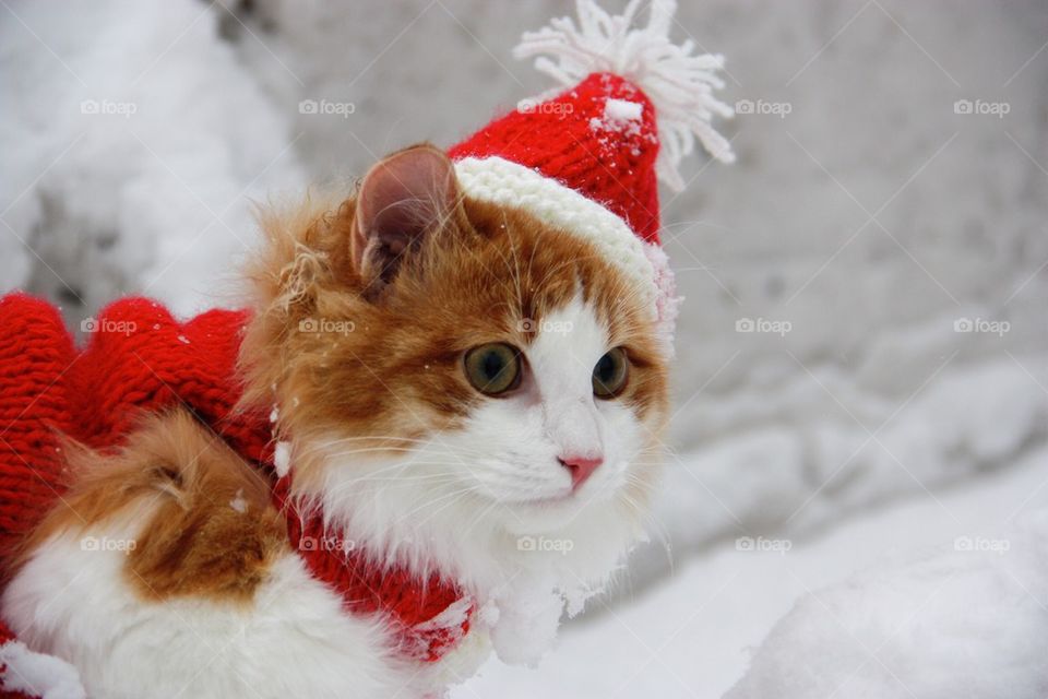 Marry Christmas cat