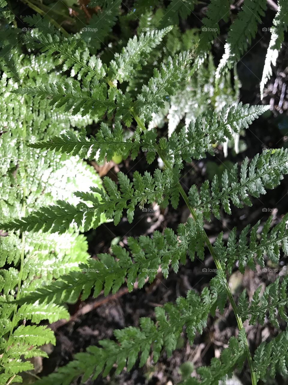 Green leaves 