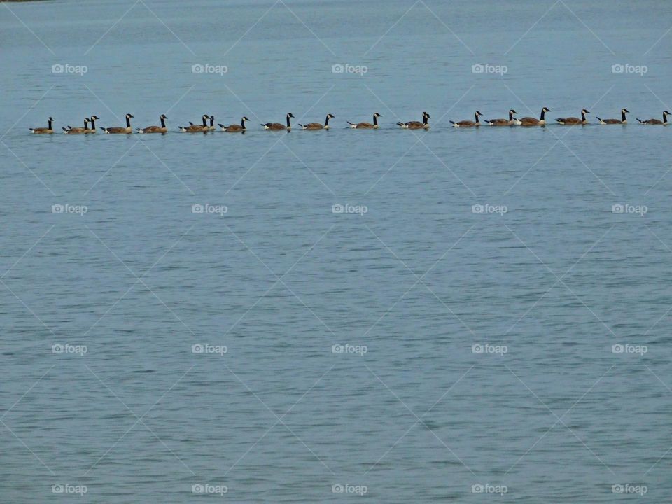 It is through action that you set the wheels of Life in Motion - 18 geese follow each other in military order