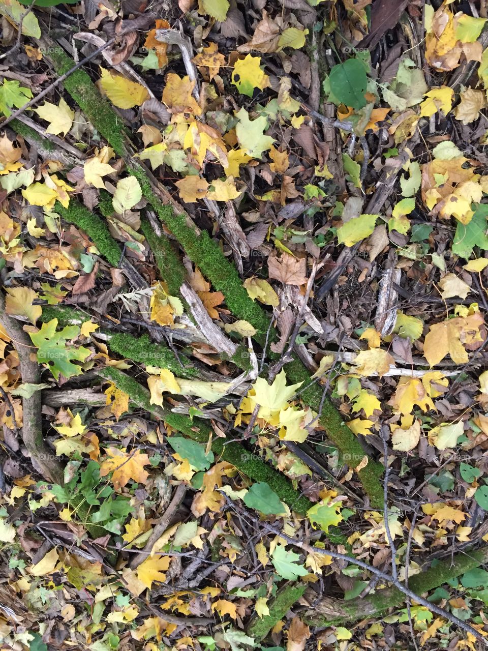 under the feet on the ground autumn leaves and branches