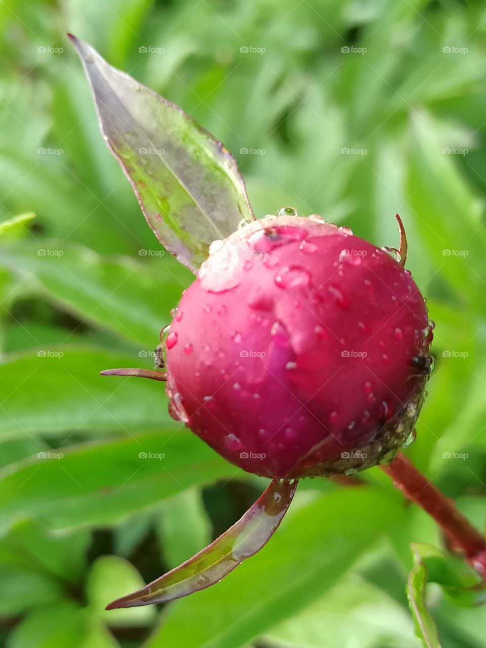 peony bud, flowers, plants, nature, summer
