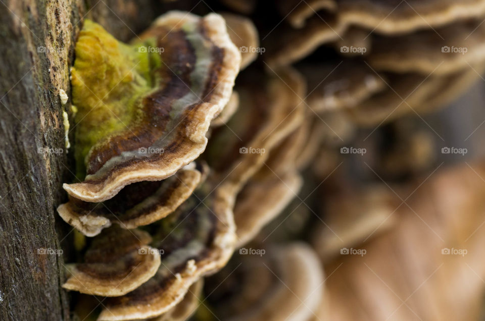 Mushrooms growing on wood in forest