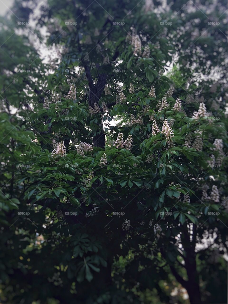 HorseChestnut Tree - Central Park, New York City. #Instagram,@PennyPeronto