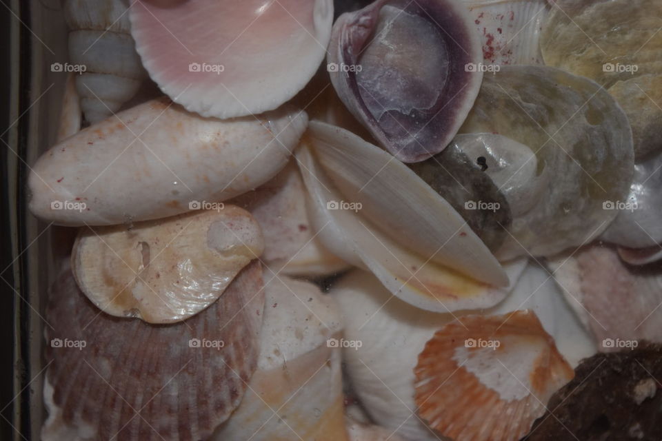shells
