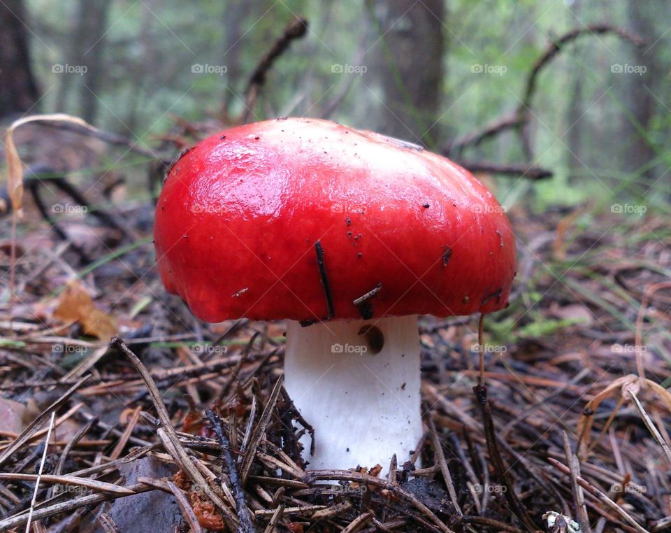 Forest mushroom🌳🌲 Nature🌳🌲 Picturesque🌳🌲