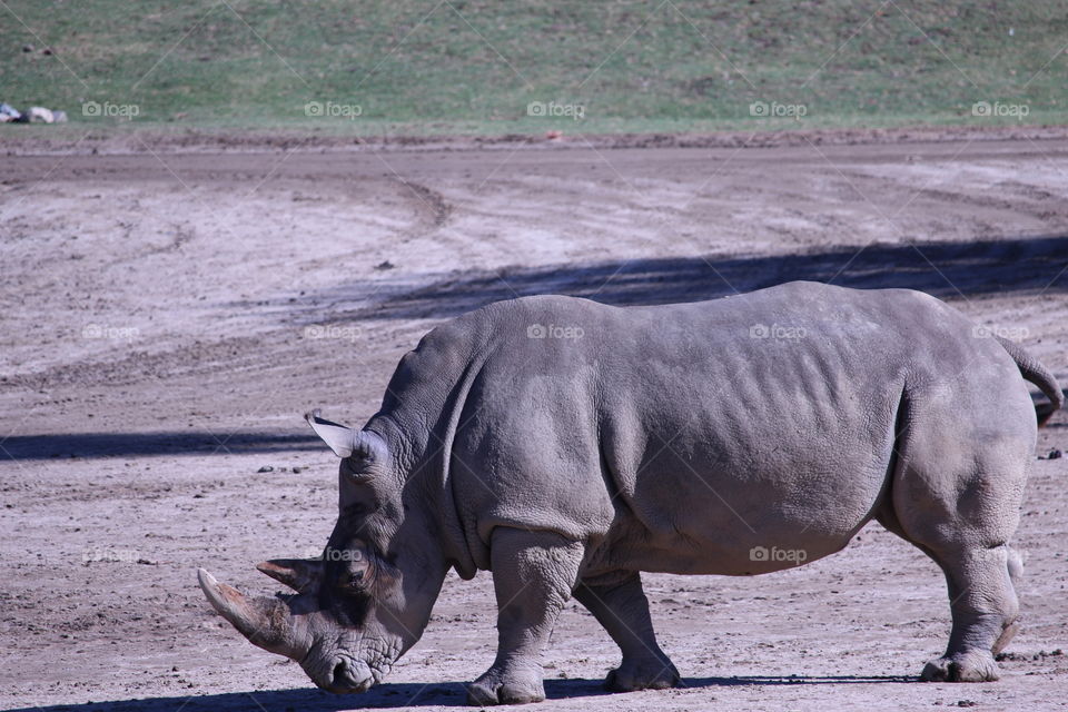 Rhinoceros