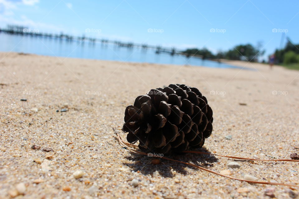 Pine cone 