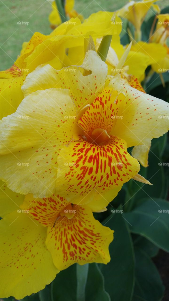 Close-up of yellow flowers with red spots