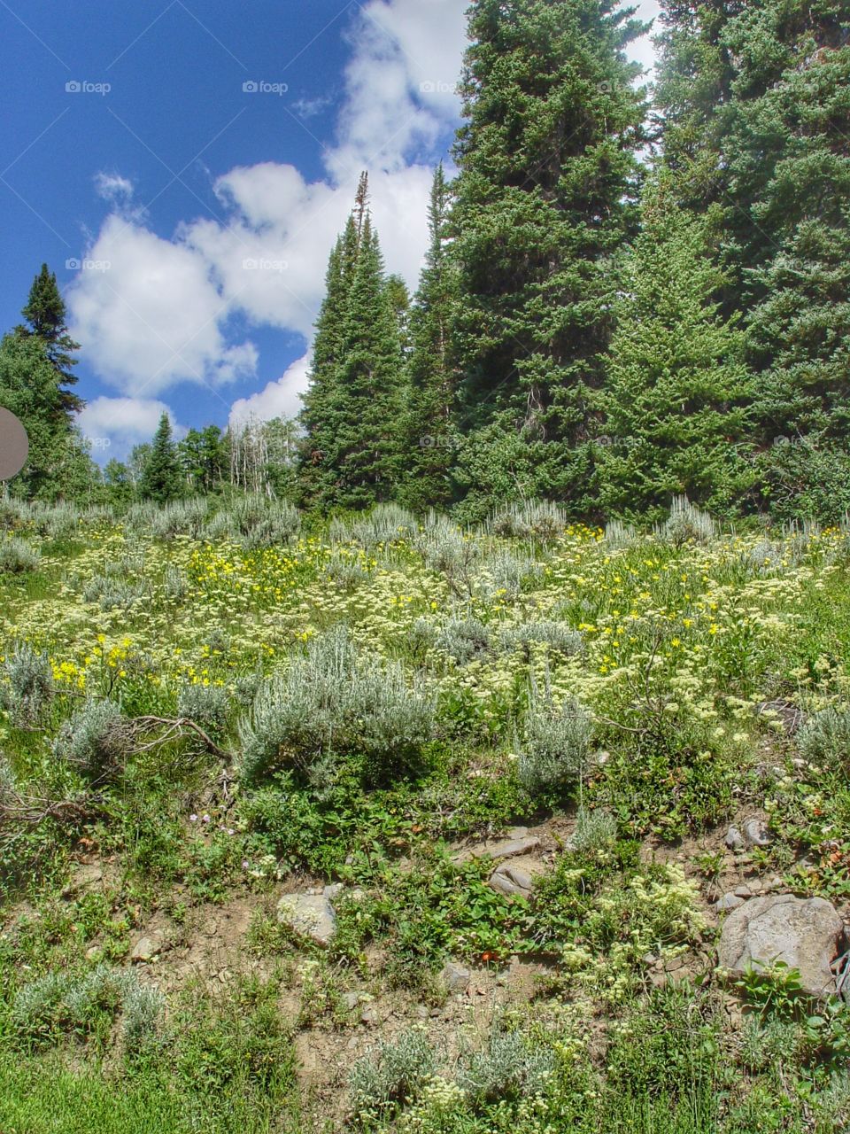 Wildflowers in bloom