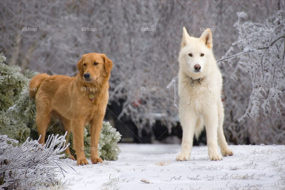 Two dogs standing at attention and posing for the camera after an ice