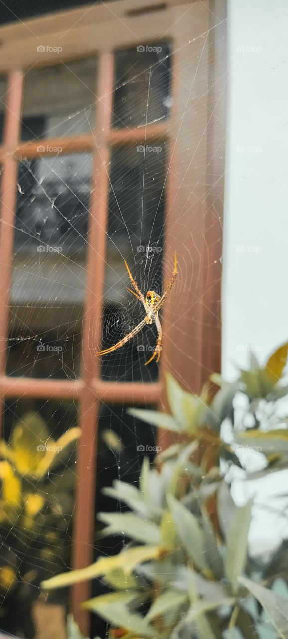 spider in the window