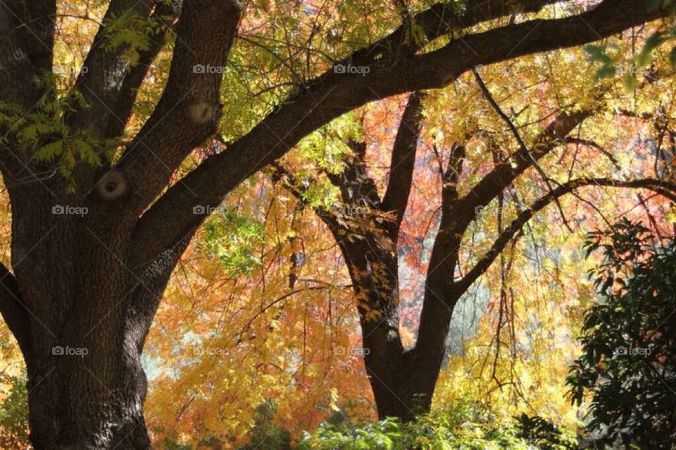 Fall at the arboretum 