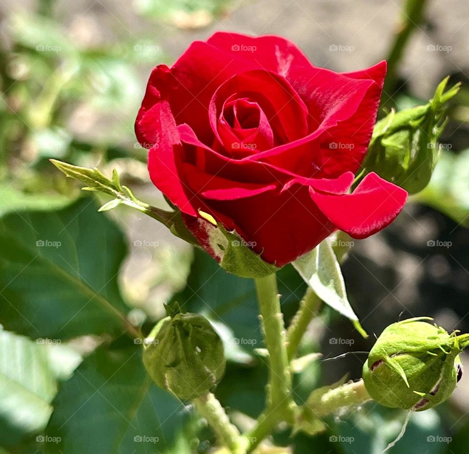 Ideal shape, bright color, lovely fruity aroma - all this can be taken into account when describing Veterans' Honor roses