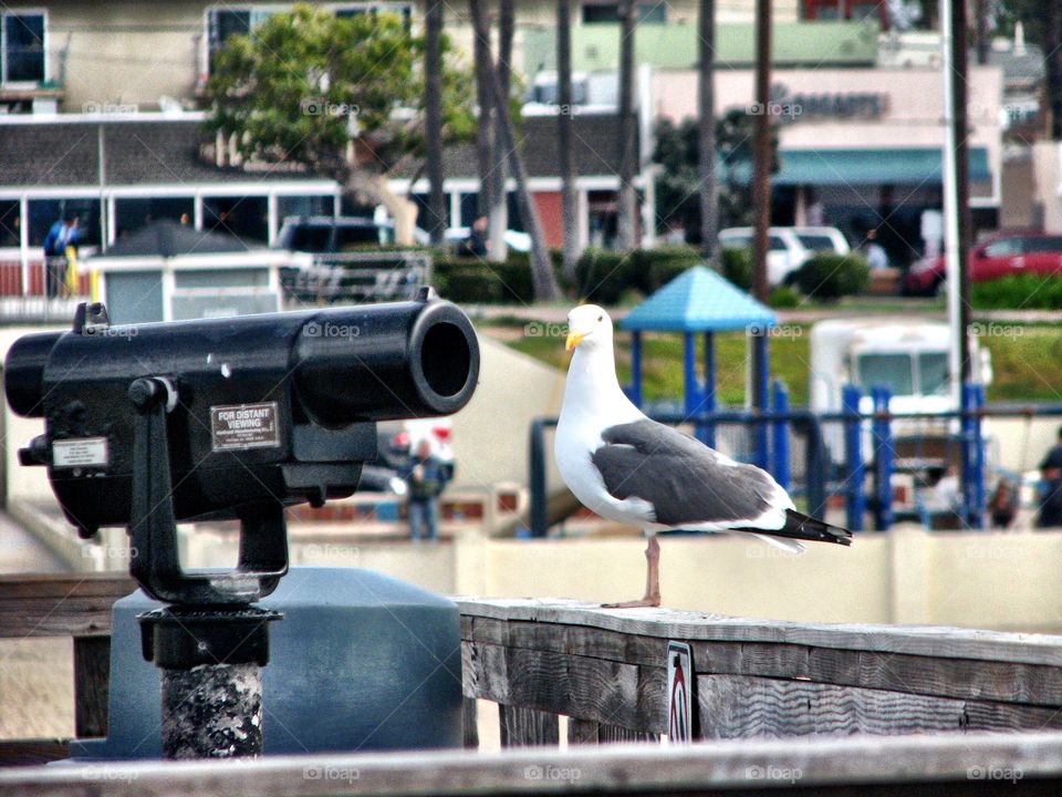 Shall I look. Bird checking everything out in Seal Beach, California 
